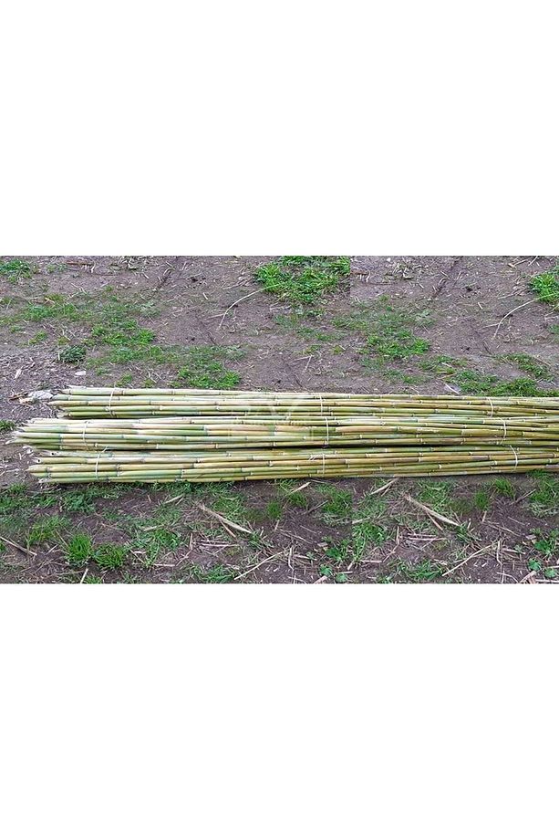 Bitki ve Fidan Destek Çubuğu Kargı Kamış 200-220 cm 10 Adet - 4