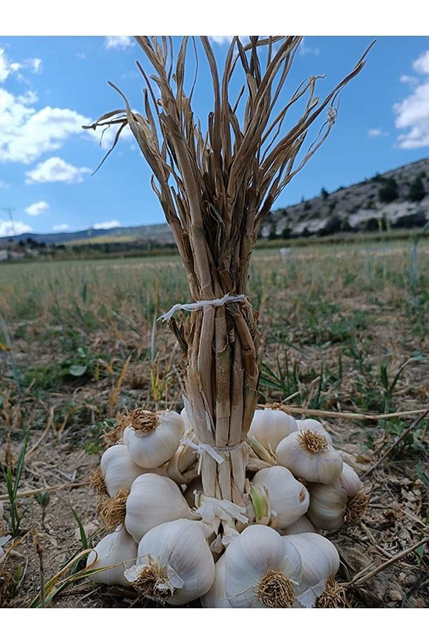 Sarımsak Orta Normal Boy (2 Kg) - 3