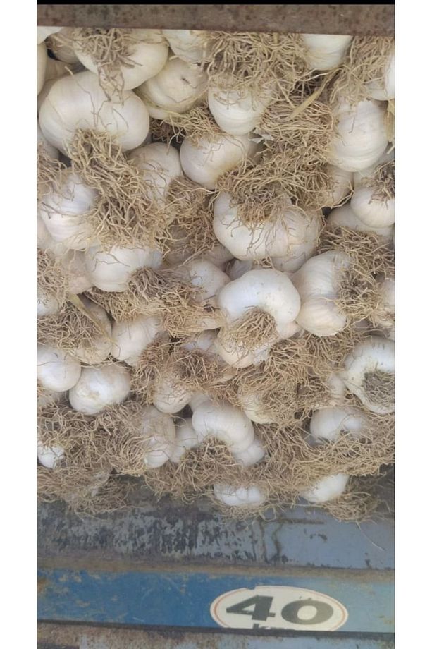 Taşköprü Sarımsak ( Orta Boy ) 1 Kilo - 2