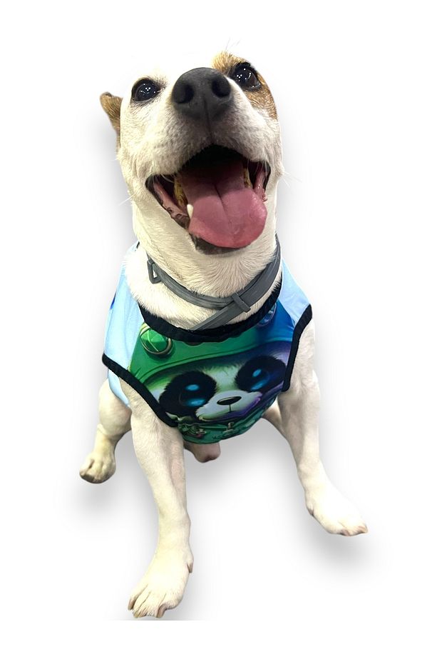 Köpek Kıyafeti Köpek Tasması Seti Köpek Göğüs Tasması Köpek Boyun Tasması Köpek Gezdirme - 4