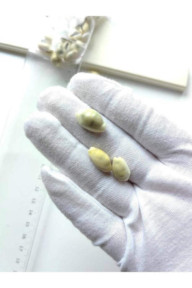 Tiny Seashells: Monetta / 50 Pieces / 1-2cm / Without Holes - 3