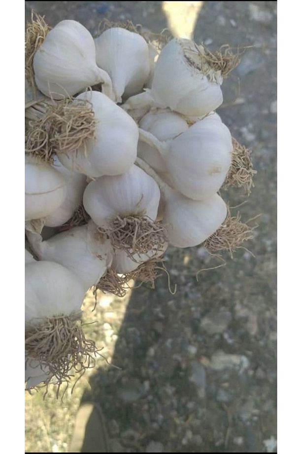 Taşköprü Sarımsak ( Orta Boy ) 1 Kilo - 1