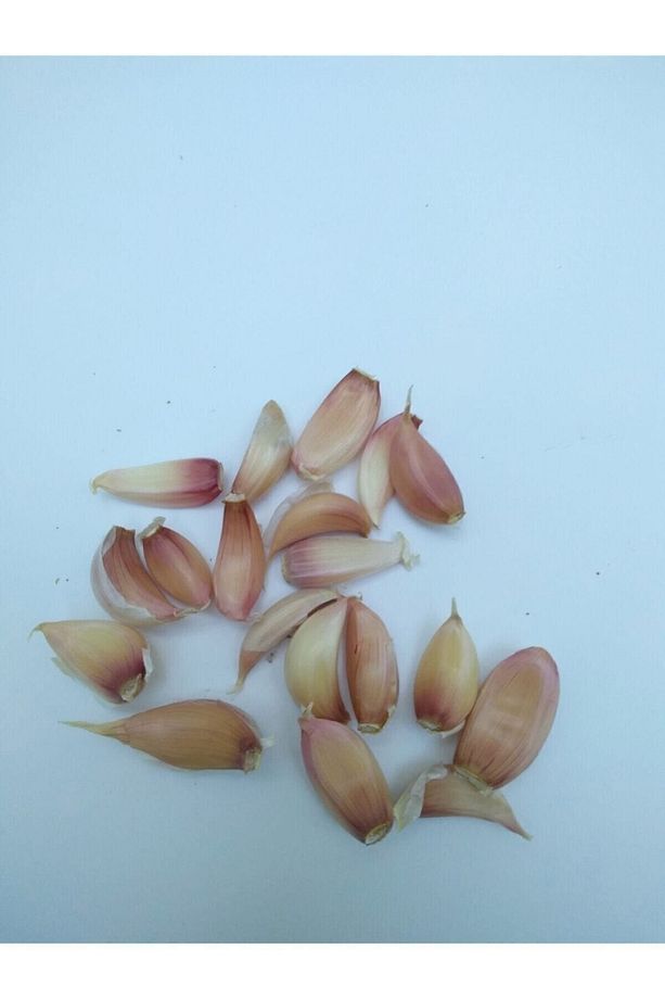 Kastamonu Taşköprü Sarımsağı 1 Kg Küçük Boy - 3