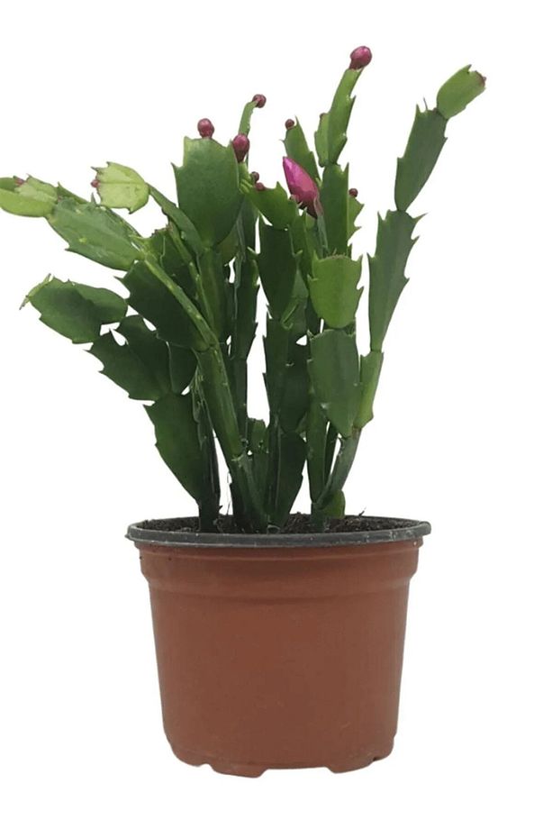 Videolu Kaktüs Yılbaşı Çiçeği 1 Adet Sakslı/ Tüplü 10-25cm Iç Mekan Bitkisi (PASKALYA) - 3