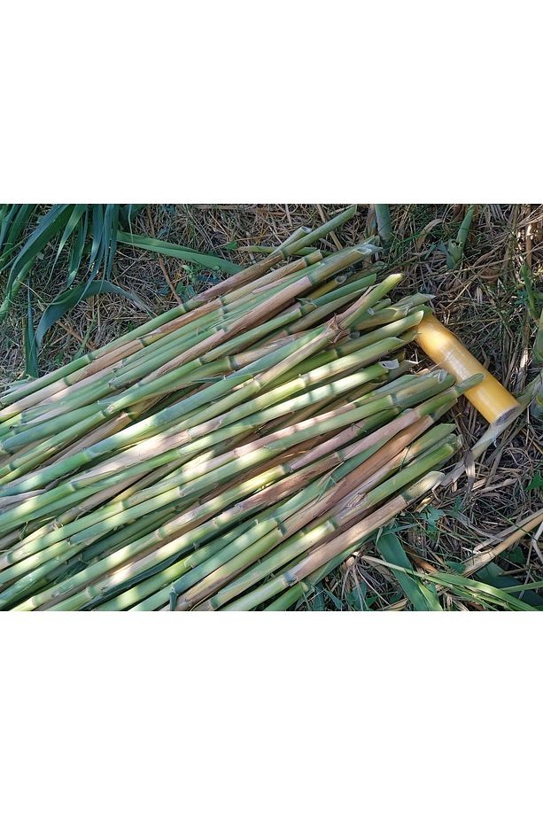 Bitki Destek Çubuğu Kargı Kamış 80-100 cm 20 ADET - 4