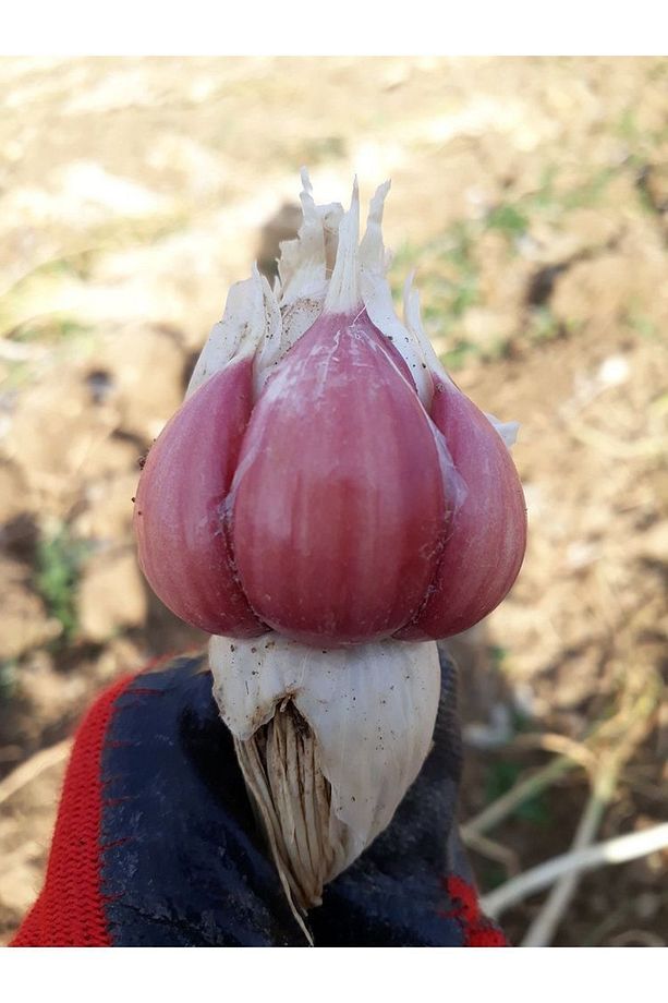 Batton Taşköprü Sarımsak 1kg Büyük 2025 - 2