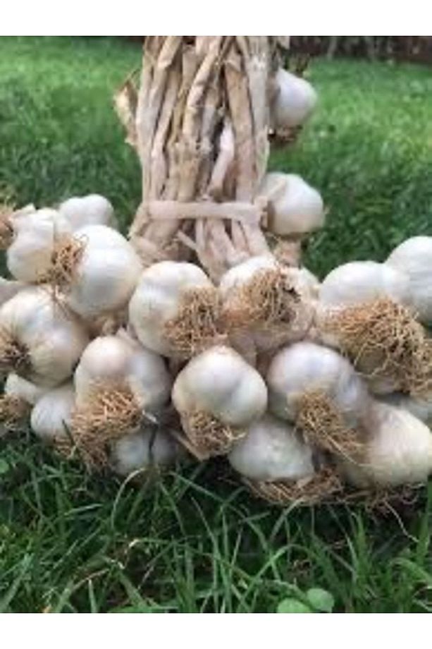 Taşköprü Sarımsak ( Orta Boy ) 1 Kilo - 5