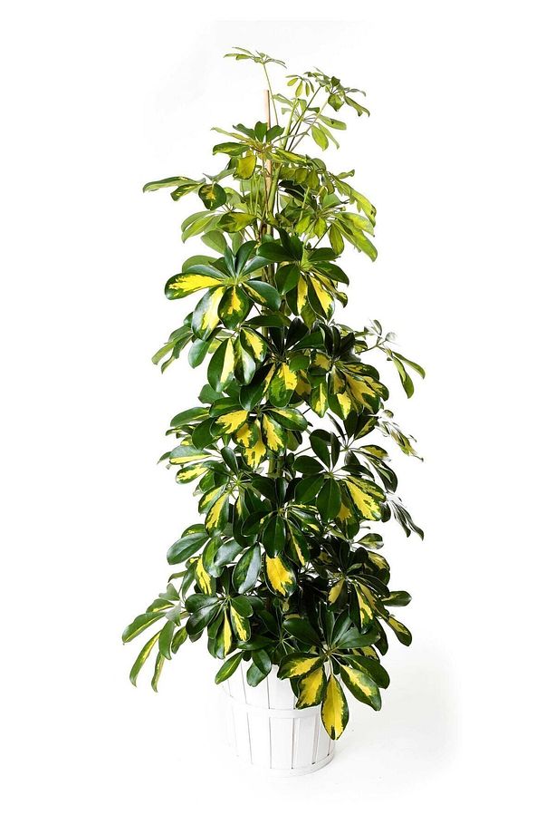 Schefflera - Şeflera - 5 Parmak Bitkisi 80-100 Cm - 1