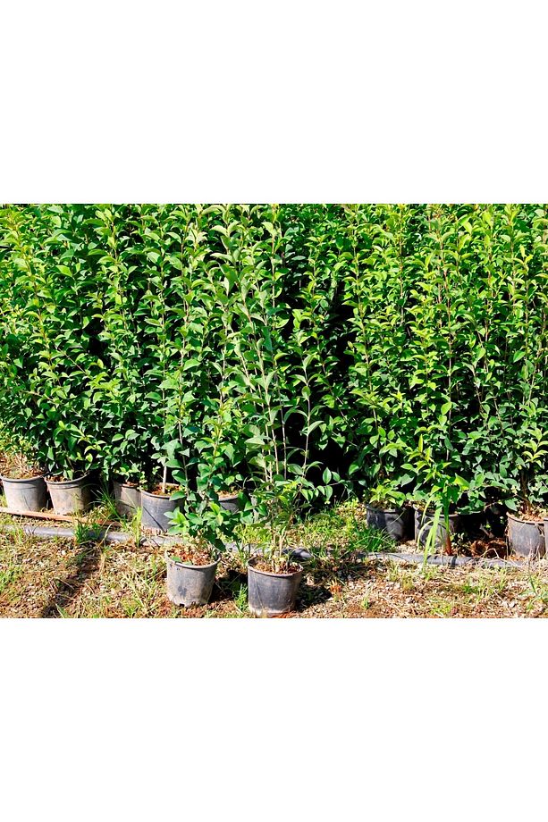 LİGUSTRUM KURTBAĞRI 5 ADET 100-120 cm - ÇİT BİTKİSİ (BÜYÜK BOY) - 3