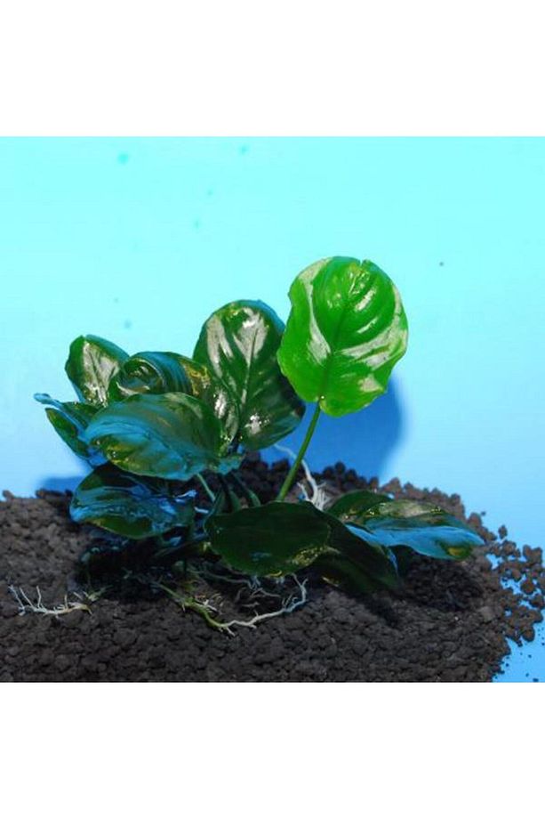 Anubias Barteri Round Golden Coin 5-6 Yapraklı Canlı Bitki - 3