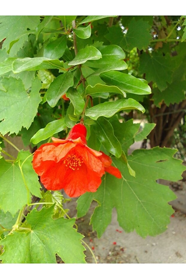 Nar ekşisi 1 litre - 5