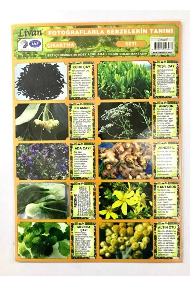 Let's Get to Know Vegetables with Photos Sticker Set