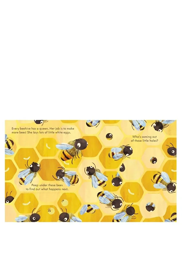 Peep Inside - A Beehive - 2