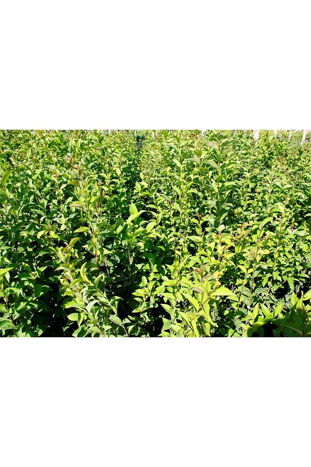 LİGUSTRUM KURTBAĞRI 5 ADET 100-120 cm - ÇİT BİTKİSİ (BÜYÜK BOY) - 7