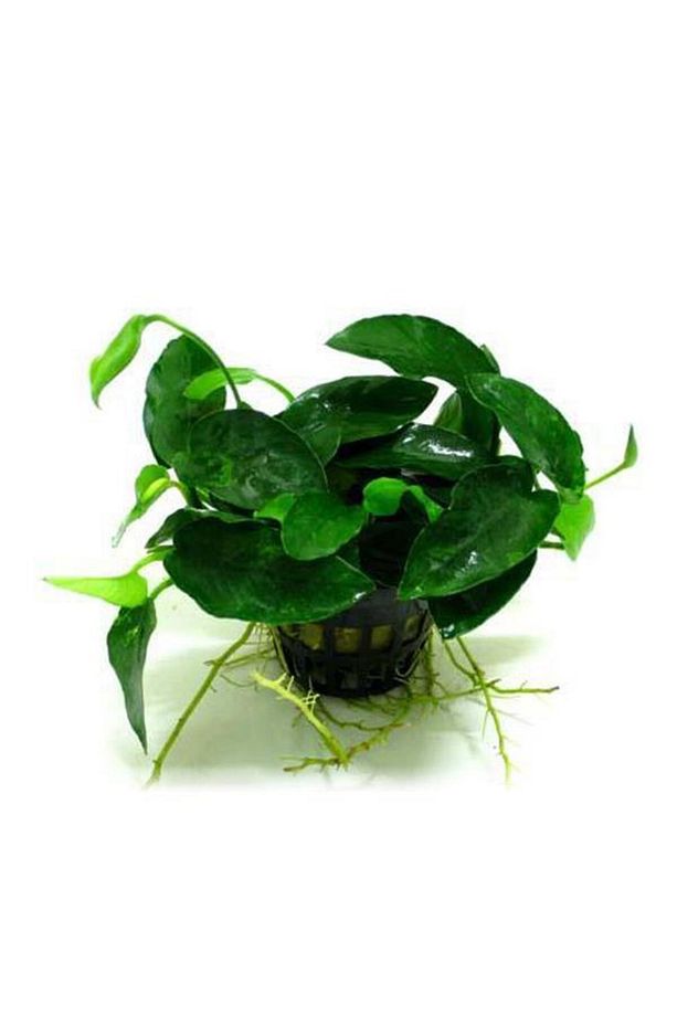 Anubias Barteri L216 5-6 Yapraklı Kök Canlı Bitki - 1