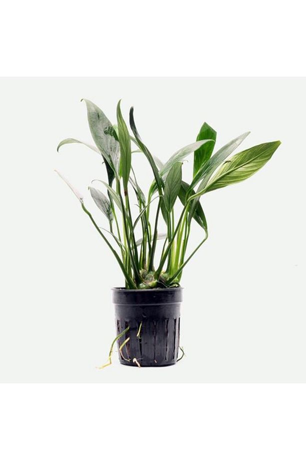 Anubias Congensis 5-6 Yapraklı Kök Canlı Bitki - 1
