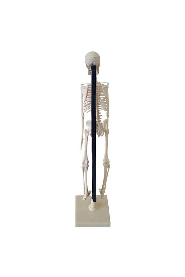 İskelet Maket 46 Cm  Anatomik İnsan İskeleti - 5