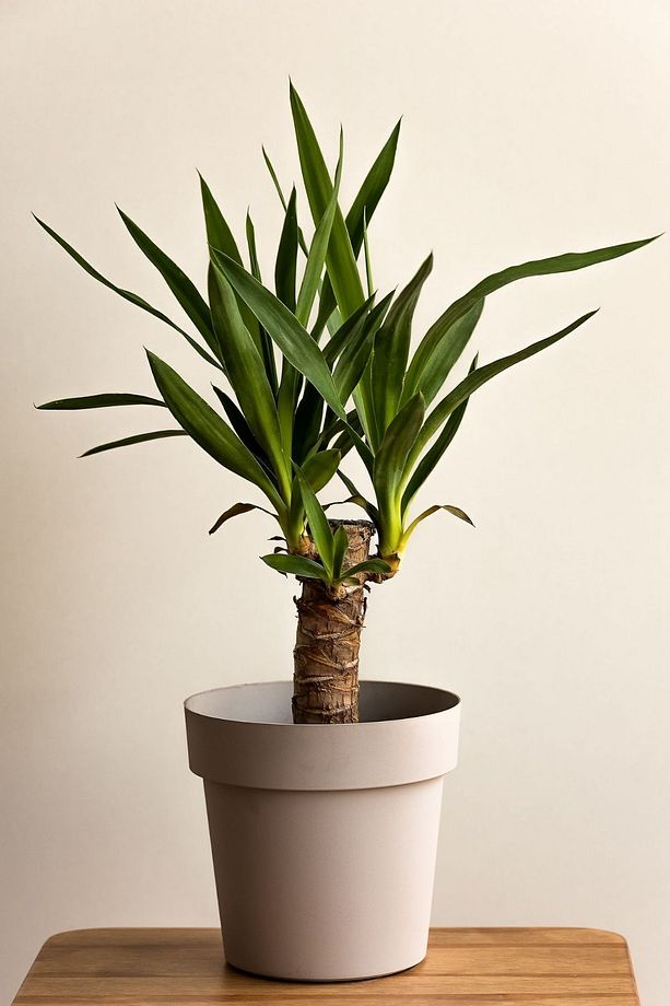 Yucca - Yuka Bitkisi Tek Gövdeli Yucca Avize Çiçeği Canlı Salon Bitkisi 50 - 60 cm - 1