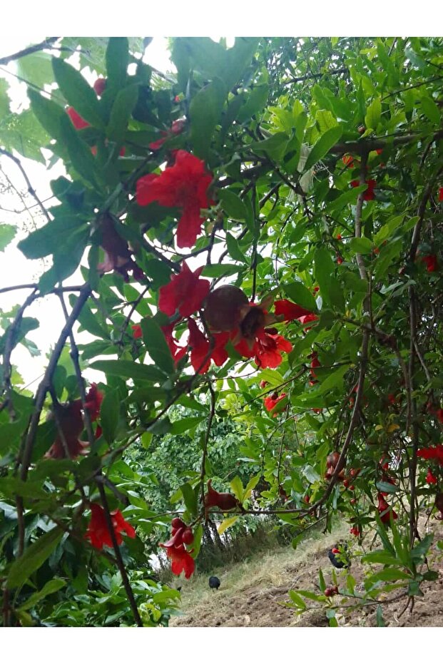 Nar ekşisi 1 litre - 7