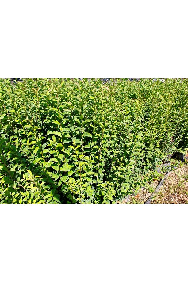 LİGUSTRUM KURTBAĞRI 5 ADET 100-120 cm - ÇİT BİTKİSİ (BÜYÜK BOY) - 6