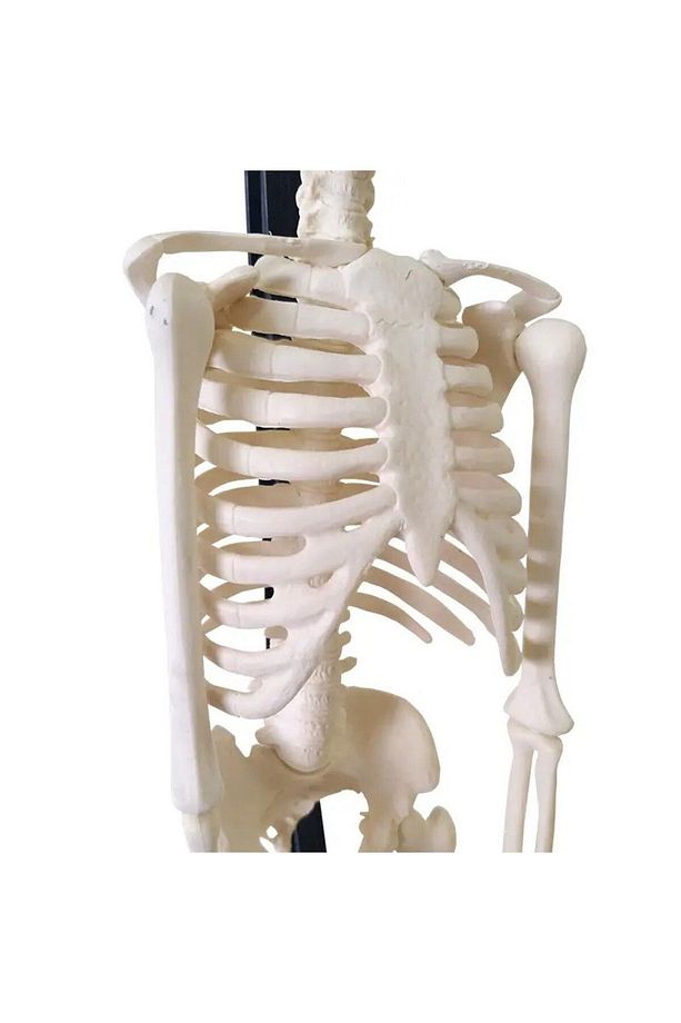 İskelet Maket 46 Cm  Anatomik İnsan İskeleti - 3