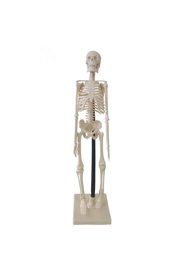 İskelet Maket 46 Cm  Anatomik İnsan İskeleti - 1