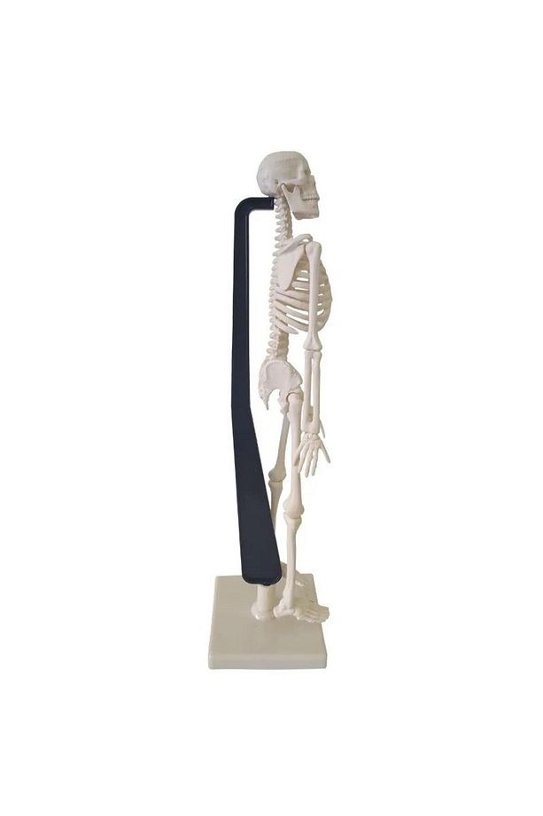 İskelet Maket 46 Cm  Anatomik İnsan İskeleti - 4