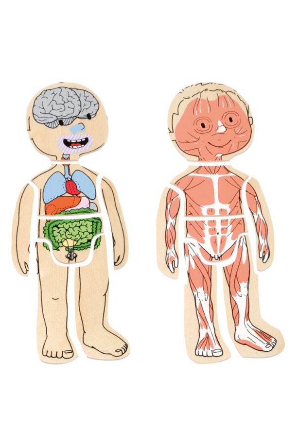 İnsan Anatomisi Puzzle - Erkek - 2