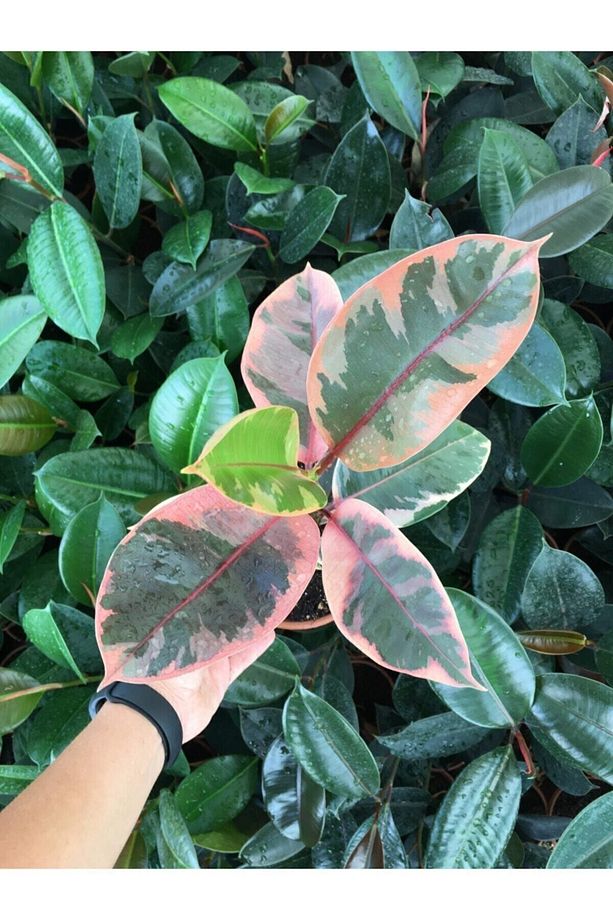 Ofis Bitkisi Pembe Alacalı Kauçuk-ficus Elastica Belize - 3