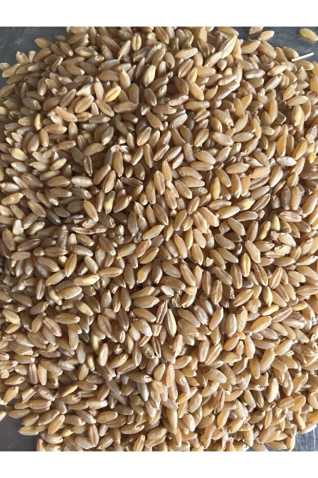 Sert Buğday Güvercin Yemi 25 Kg - 1