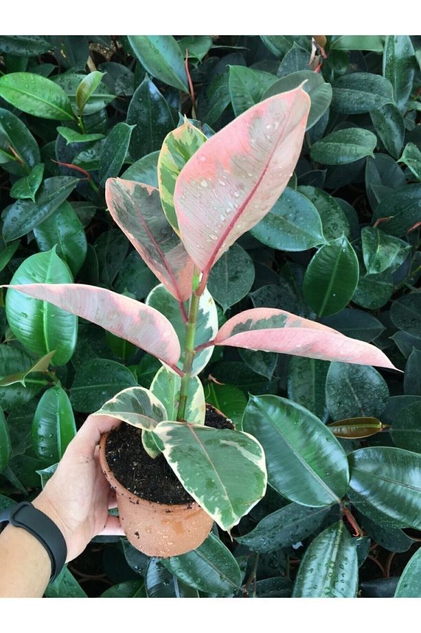 Ofis Bitkisi Pembe Alacalı Kauçuk-ficus Elastica Belize - 2