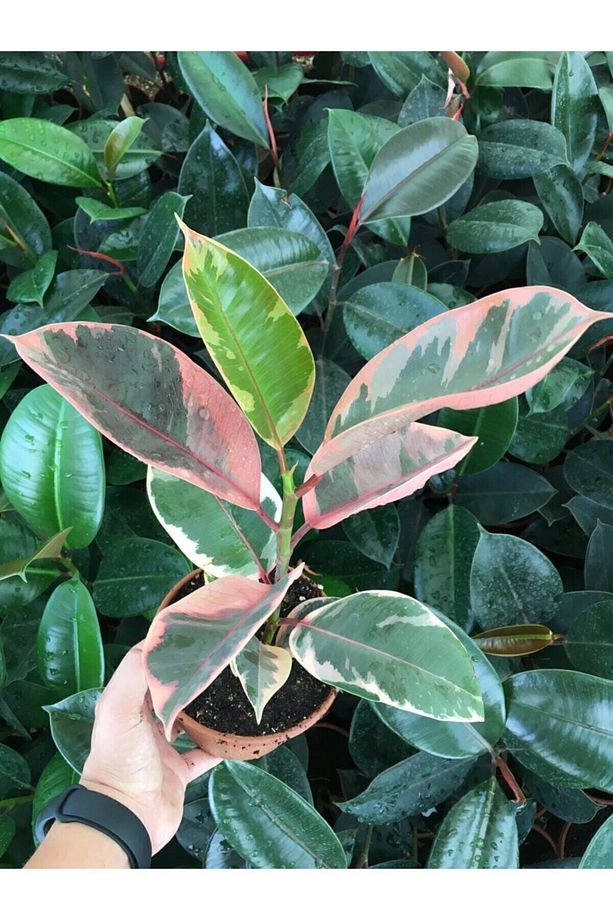 Ofis Bitkisi Pembe Alacalı Kauçuk-ficus Elastica Belize - 1