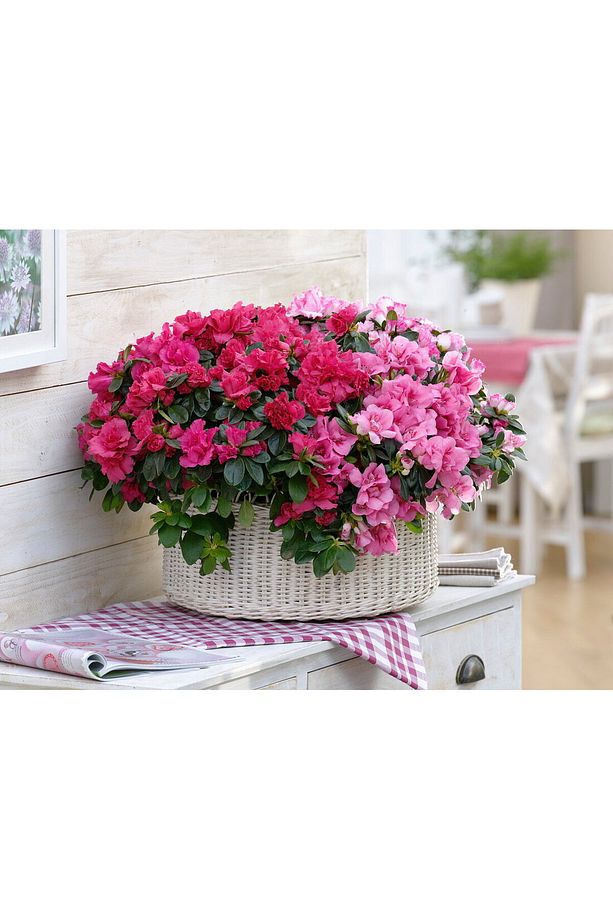 Açelya – Azalea -pembe - 1