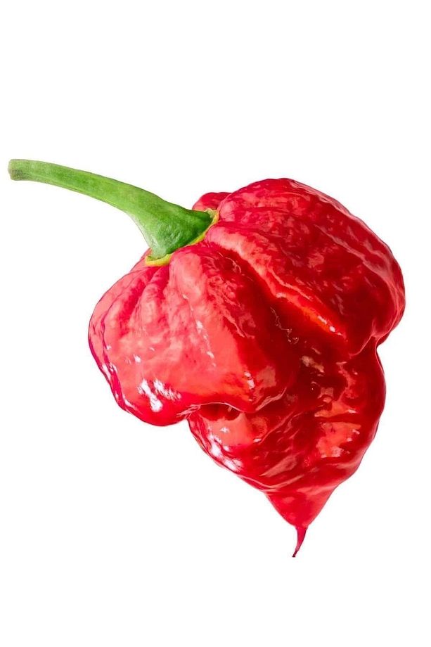 Ithal Nadir Çok Acı Trinidat Scorpion Biber Tohumu 5 Adet Tohum Dünyanın En Acı Akrep Biberi - 1