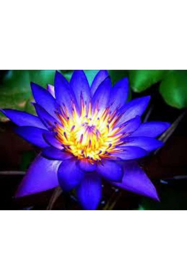5 Adet Tohum Nadir Bulunan Mavi Lotus Çiçeği Tohumu Lotus Su Çiçeği Tohumu Nilüfer Çiç - 1