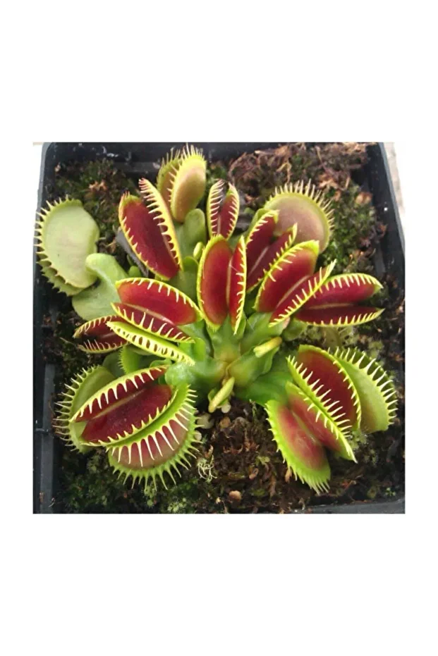 Venus Fly Trap Tohumu 5 Adet Tohum Etçil Bitki Etobur Bitki Sinek Kapan - 4