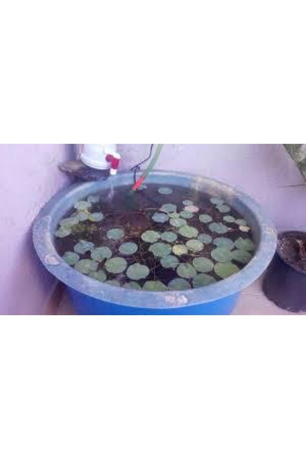 2 Adet Tohum Nadir Bulunan Mavi Lotus Çiçeği Tohumu Lotus Su Çiçeği Tohumu Nilüfer Çiçeği Tohumu - 2