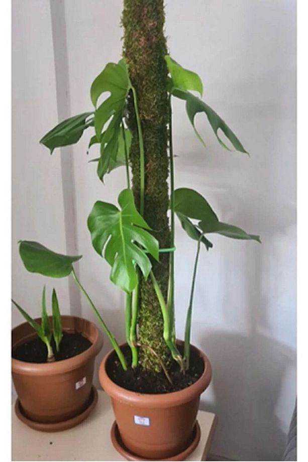 Bitki Destek Çubuğu 160cm (YOSUN SOPASI) - 1