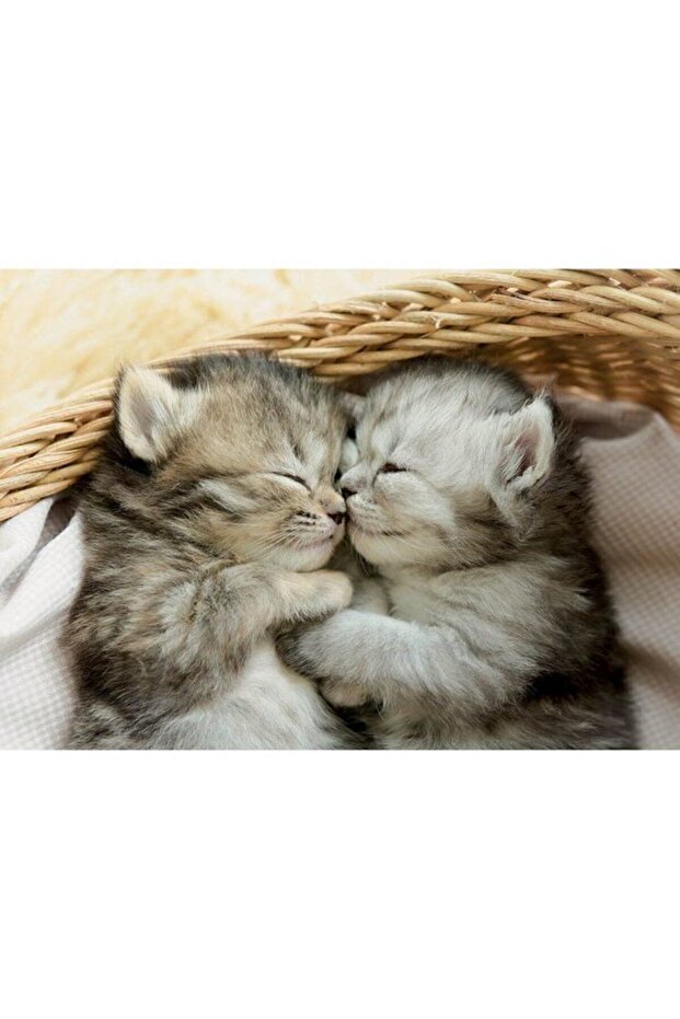 -Puz.500 Dolces Gatitos - 2