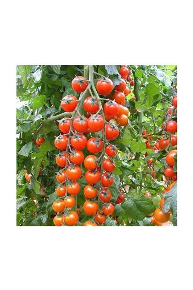 Süper Sweet Cherry Domates - 1