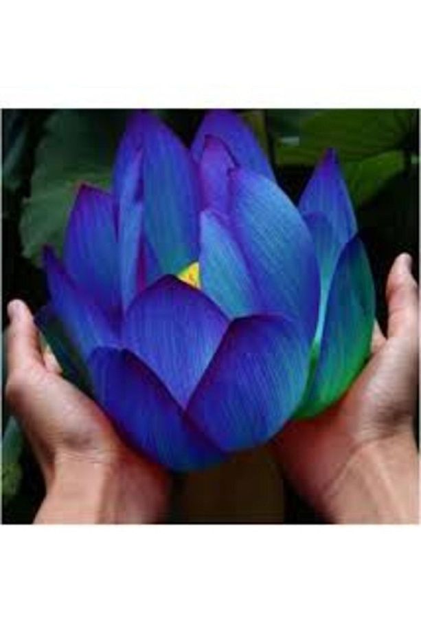 5 Adet Tohum Nadir Bulunan Mavi Lotus Çiçeği Tohumu Lotus Su Çiçeği Tohumu Nilüfer Çiç - 2