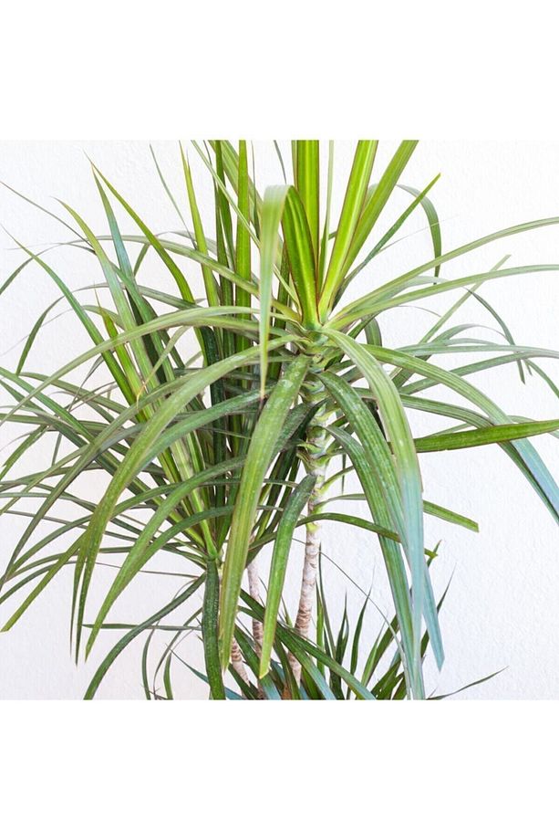 Dracaena Marginata - Tek Gövdeli Madagaskar Ağacı - Ev Ofis Salon Iç Mekan Bitkisi - 40 Cm - 3