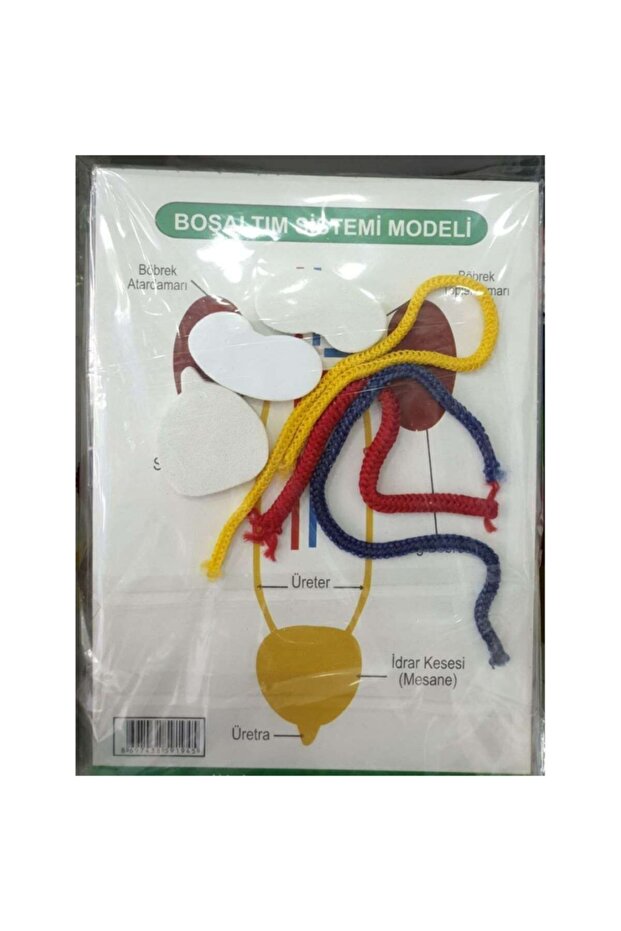 Boşaltım Sistemi Modeli - 1