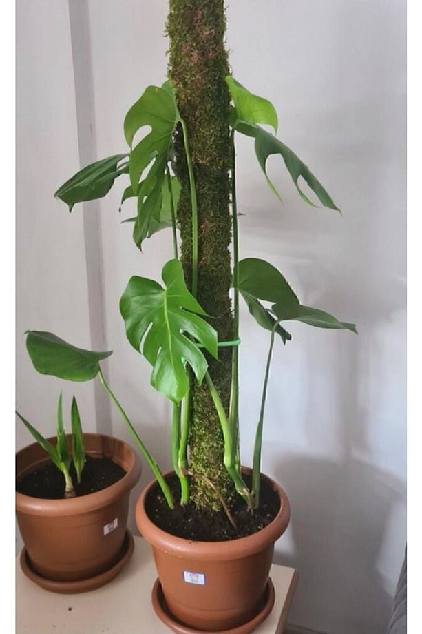 Bitki Destek Çubuğu 150 Cm (yosun Sopası) yeşil 1.kalite - 1