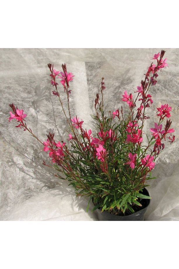 Gaura Çiçeği 10 Adet - Çok Yıllık Dış Mekan Çiçeği - 2