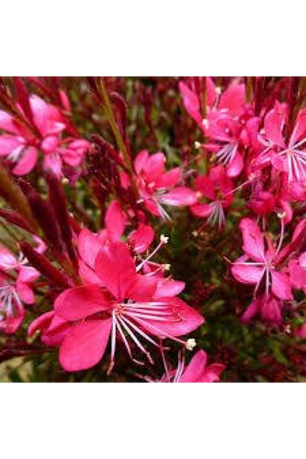 Gaura Çiçeği 10 Adet - Çok Yıllık Dış Mekan Çiçeği - 3