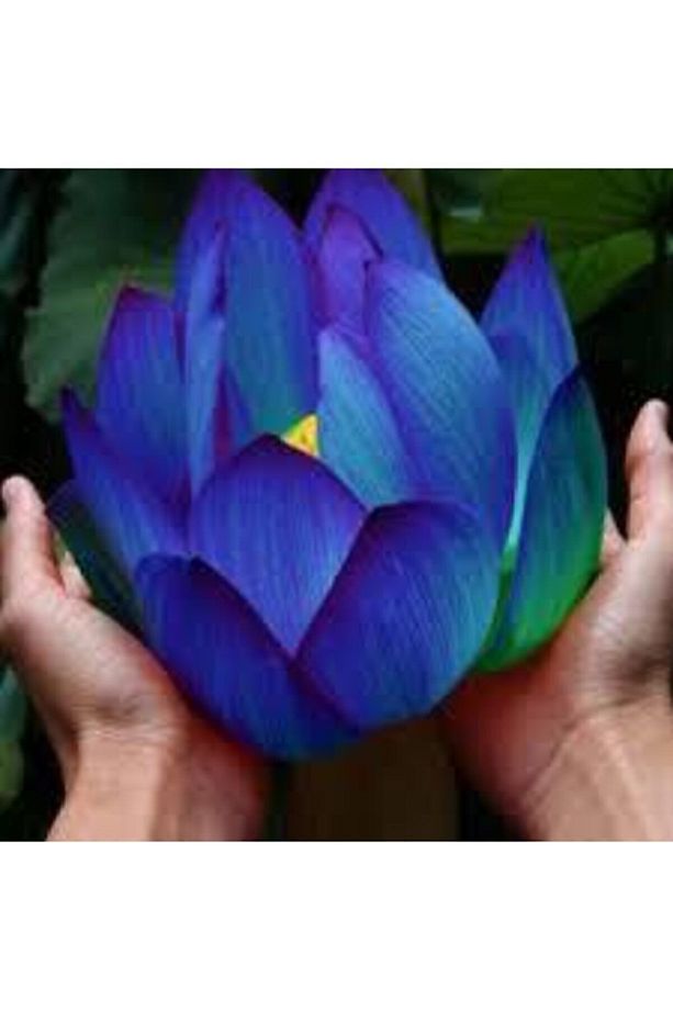 2 Adet Tohum Nadir Bulunan Mavi Lotus Çiçeği Tohumu Lotus Su Çiçeği Tohumu Nilüfer Çiçeği Tohumu - 3