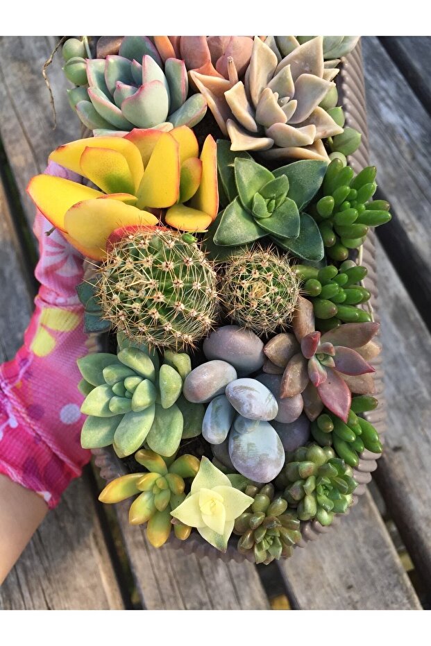 Sukulent Aranjman - 4