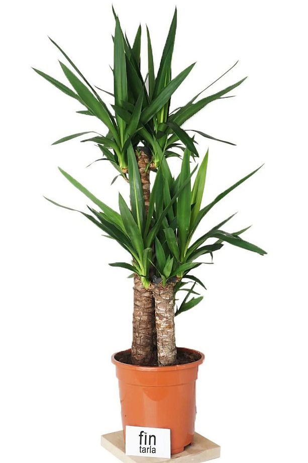 Yucca Bitkisi 2 Gövdeli Yuka Bitkisi Avize Çiçeği 80 100 Cm Ev Bitkisi Salon Bitkisi - 1