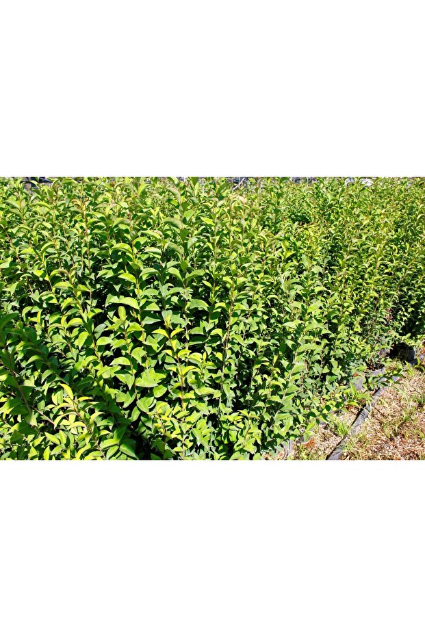 LİGUSTRUM KURTBAĞRI 10 ADET 100-120 cm - ÇİT BİTKİSİ (BÜYÜK BOY) - 6
